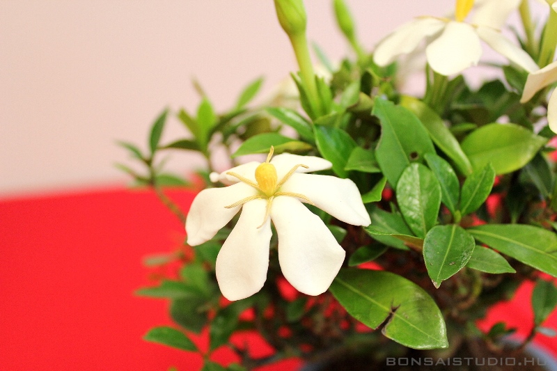 bonsai kiallitas a szegedi botanikus kertben a lotusznapokon